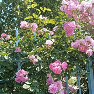 夏天（纯音乐）