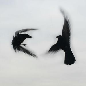 Crow