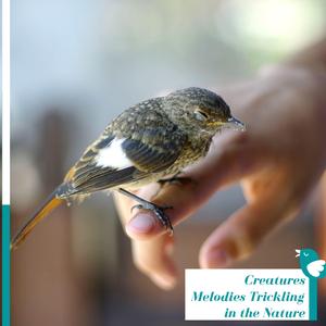 Wetland Forg Sounds to Help You Sleep