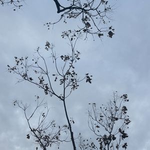 《洛希极限》SookieU