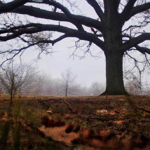 What we could've been