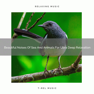 Beautiful Noises Of Sea And Animals For Ultra Deep Relaxation