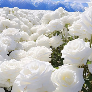 你真诚里掺杂着谎话