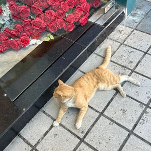 多情种