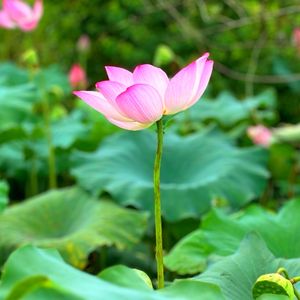 宝生如来佛心咒 (狮子吼)