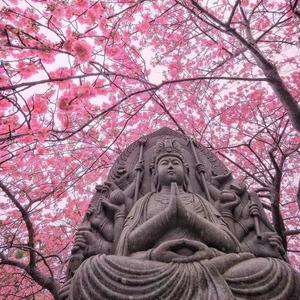 鸟の诗（绝版八音盒）