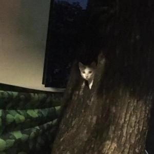 Frozen free(Prod Xouns)