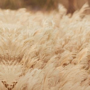 农村生活（纯音乐）