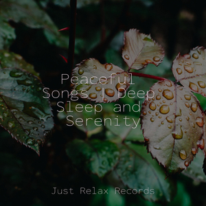 Midnight Meadows Mist