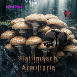 Hallimasch Armillaria
