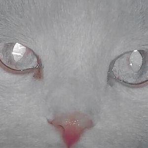 羊加心