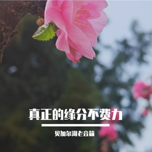 真正的缘分不费力