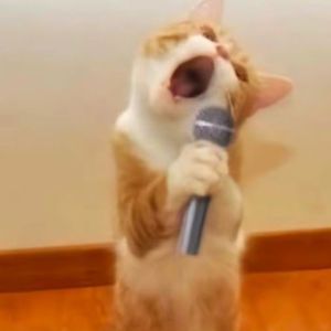 【各唱各挑战】锦鲤抄