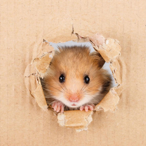 西瓜味的夏天丶S - 你怎么能够simy