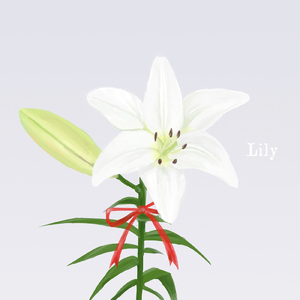 Lily