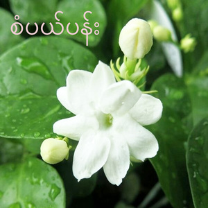 Sapal Pan Lay