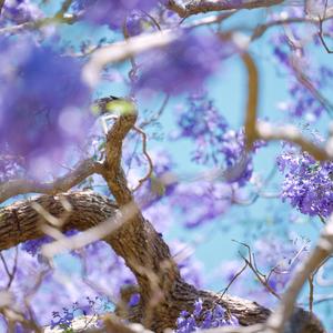 When It Rains Purple