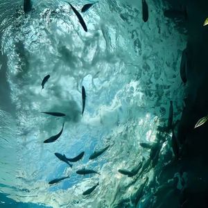 香水有毒（开车必备版）