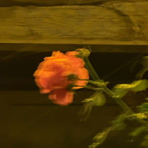 重生over-栀子花思念车载版