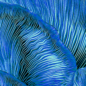 Mar Cello (Kyoto Edit)