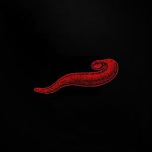 Parasite