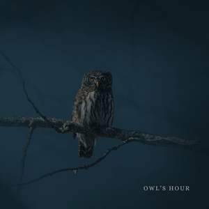 Owl's Hour