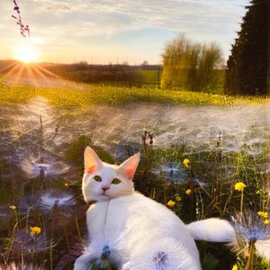 去午后暖阳的田野丛中躺一躺