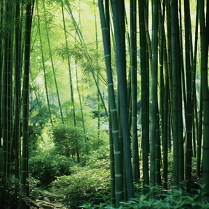 《灵动琴音点亮旅行Vlog》