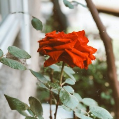 献给爱丽丝的钢琴曲 (经典八音盒)