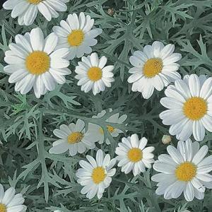 欧若拉（cover）