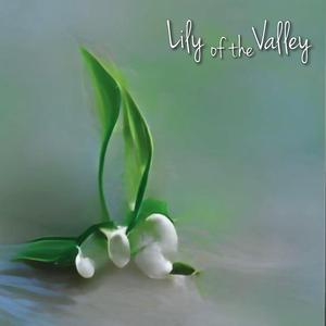 Lily of the Valley
