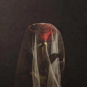 Rose Veil