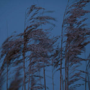 晚风（翻自 好妹妹）