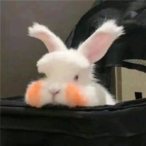 人间几场梦不醒