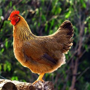 清远鸡过北江桥(bgm版)