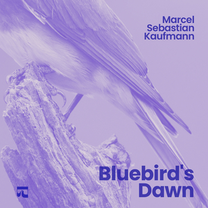 Bluebird's Dawn
