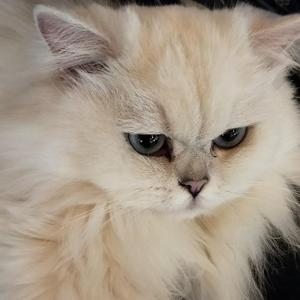 玛卡巴卡之歌（翻自 69（韩小洋））