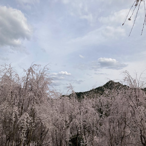 桜花散る夢の先