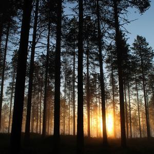Whispers Through the Pines