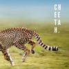 IVO - cheetah.