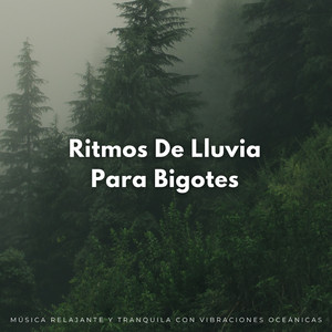 Terapia De Día Lluvioso Para Gatos