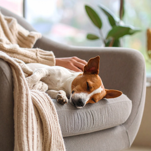 Melodas Lofi Para Perros Tranquilos