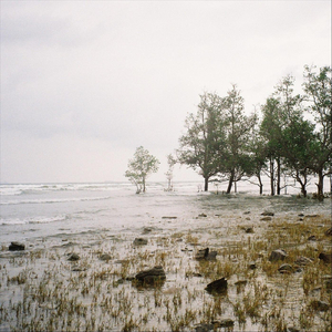 Memories of the Swamp