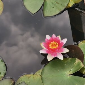 禅心蓝
