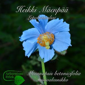 Lepokotivalssi Meconopsis betonicifolia, sinivaleunikko (Radio Edit)