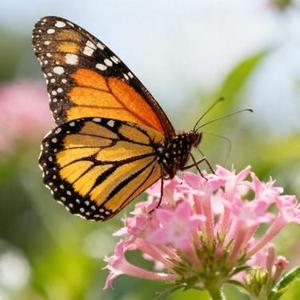 只能做蝴蝶 谁让你我静似月