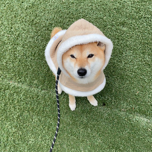 おいものシッ！ダッ！アッ！