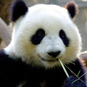 丫丫回来吧（伤感版）