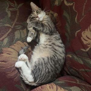 Hazel