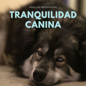Armonía Con Tu Sabueso